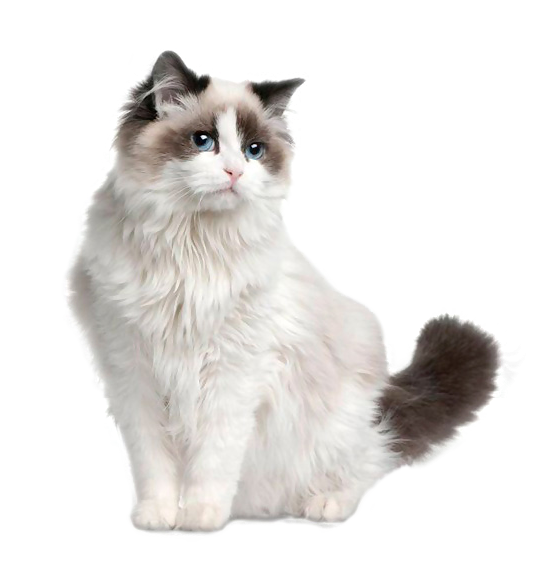 Medium coat